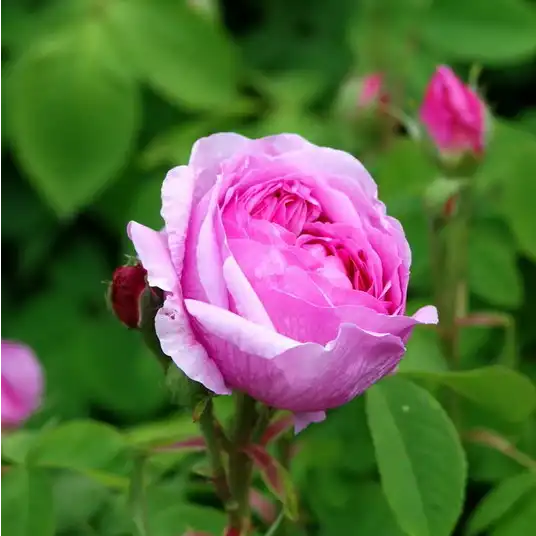 Rosa Madame Boll - roz - trandafir portland
